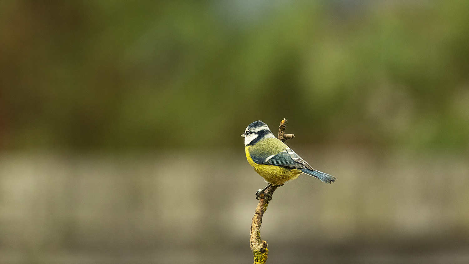 Great Tit